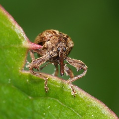 Anthonomus rectirostris