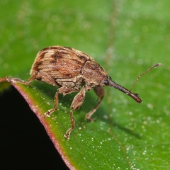 Anthonomus rectirostris