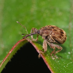 Anthonomus rectirostris