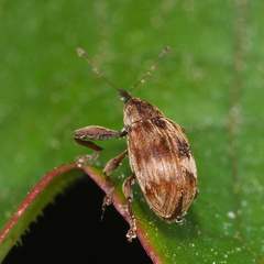 Anthonomus rectirostris