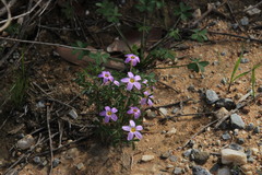 Oxalis aridicola