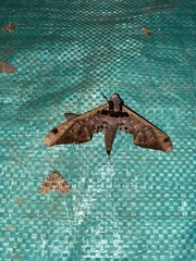 Adhemarius sexoculata