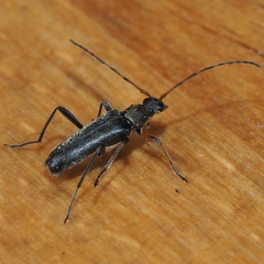 Grammoptera ruficornis