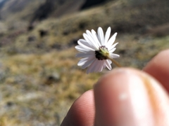 Brachyscome longiscapa