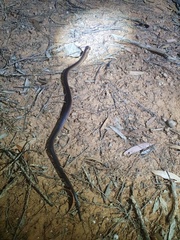 Suta nigriceps