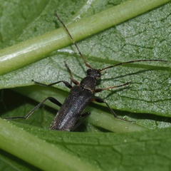 Grammoptera ruficornis