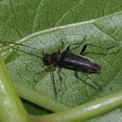 Grammoptera ruficornis