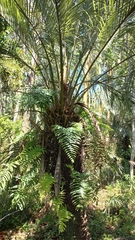 Butia catarinensis