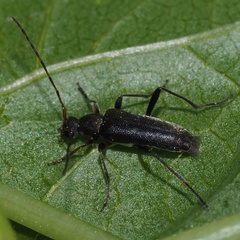 Grammoptera ruficornis