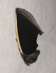 Gonodonta holosericea