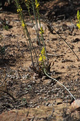Bulbine alooides