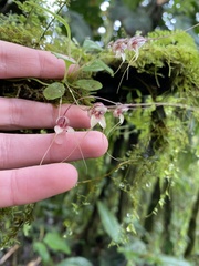 Masdevallia nidifica
