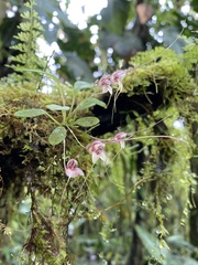 Masdevallia nidifica