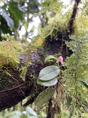 Masdevallia nidifica