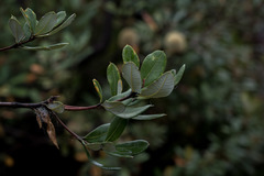 Banksia saxicola