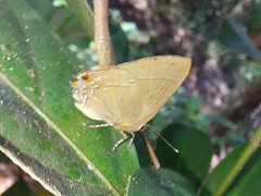 Ziegleria hesperitis