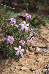 Oxalis aridicola