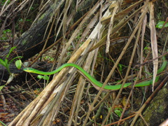 Leptophis ahaetulla