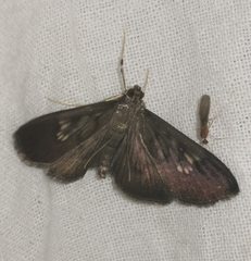 Microthyris prolongalis
