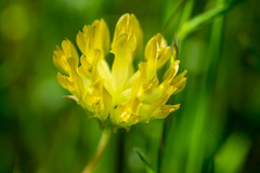Trifolium fucatum