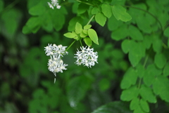 Thalictrum javanicum