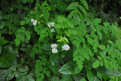 Thalictrum javanicum