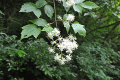Clematis peterae