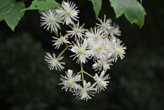 Clematis peterae