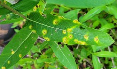 Puccinia smilacis