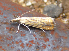 Flavocrambus striatellus