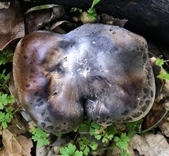 Tricholoma griseoviolaceum