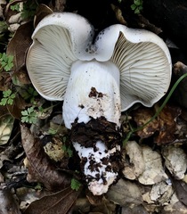 Tricholoma griseoviolaceum
