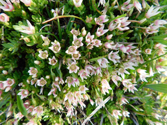 Lysimachia buxifolia