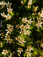 Lysimachia buxifolia