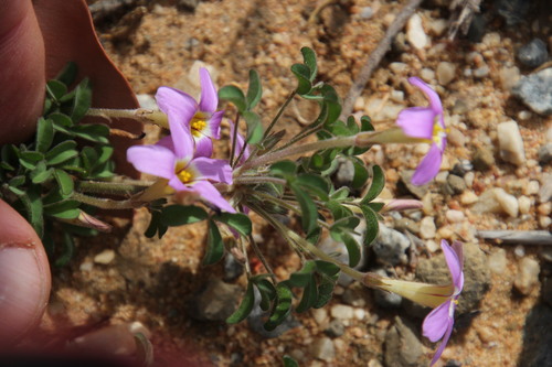 Image of Arid Sorrel (Oxalis aridicola) by (c) Tony Rebelo, some rights reserved (CC BY-SA)