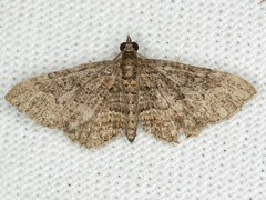 Eucymatoge scotodes