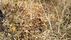 Capsicum annuum glabriusculum