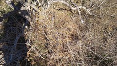 Capsicum annuum glabriusculum