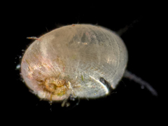 Scissurellidae