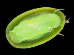 Naccula parva