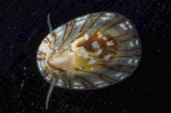 Asteracmea stowae