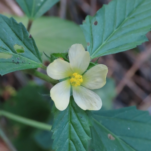 Malvón (Malvastrum coromandelianum)