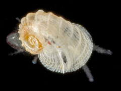 Sukashitrochus pulcher