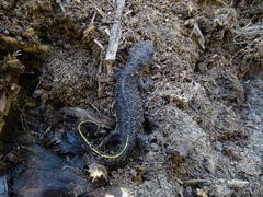 Triturus ivanbureschi