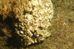 Dysideidae