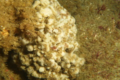 Dysideidae