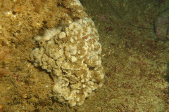 Dysideidae