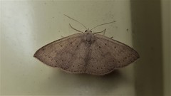 Cyclophora obstataria