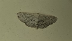 Scopula hypochra