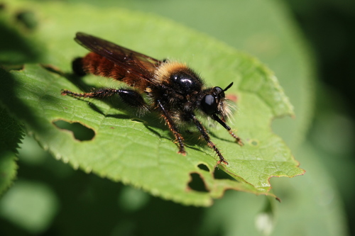 bumblebee robberfly, photo 8 of 10